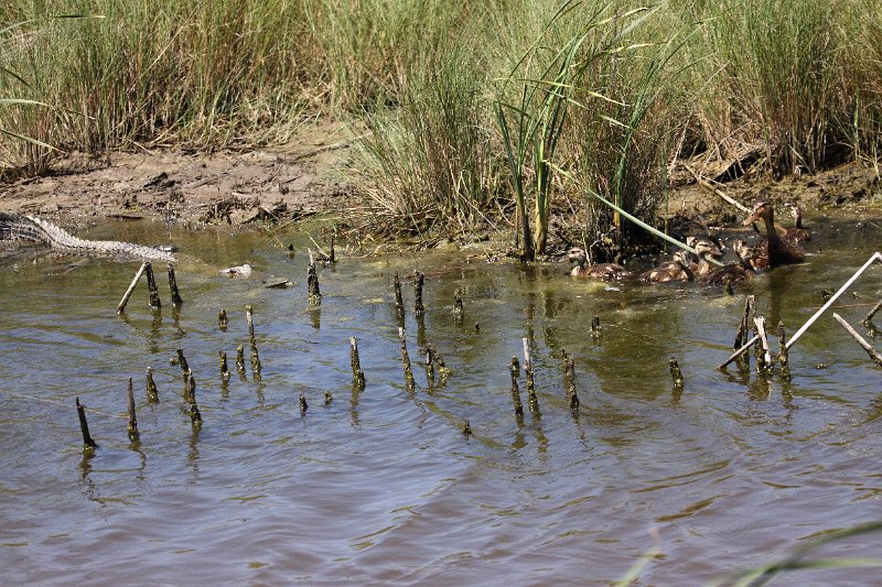 Alligator Ambush of Mottled Duck Family High Island_2010_04_24_3934.JPG